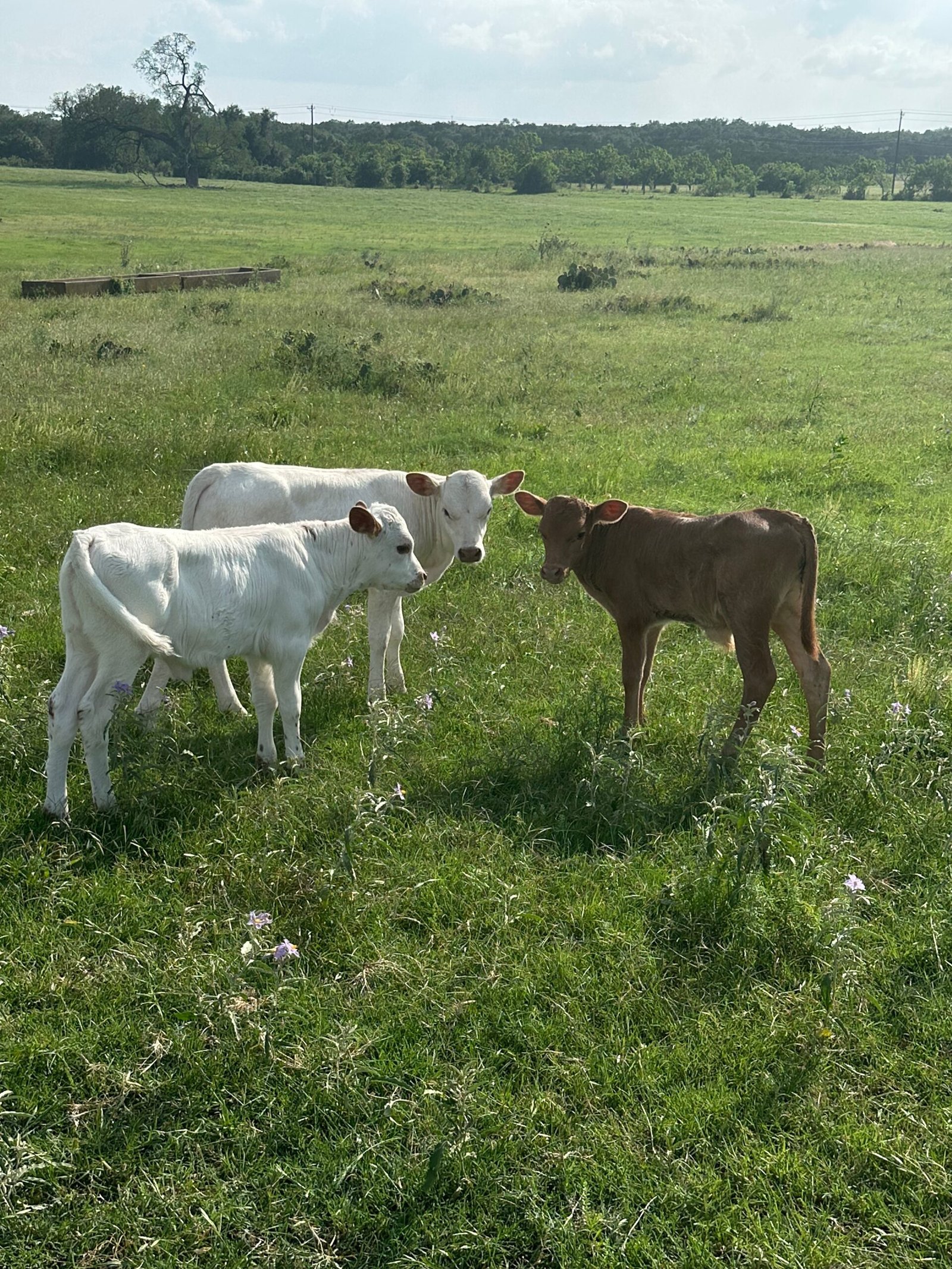 3 calves 2