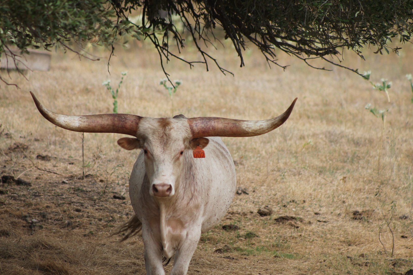 jesus3